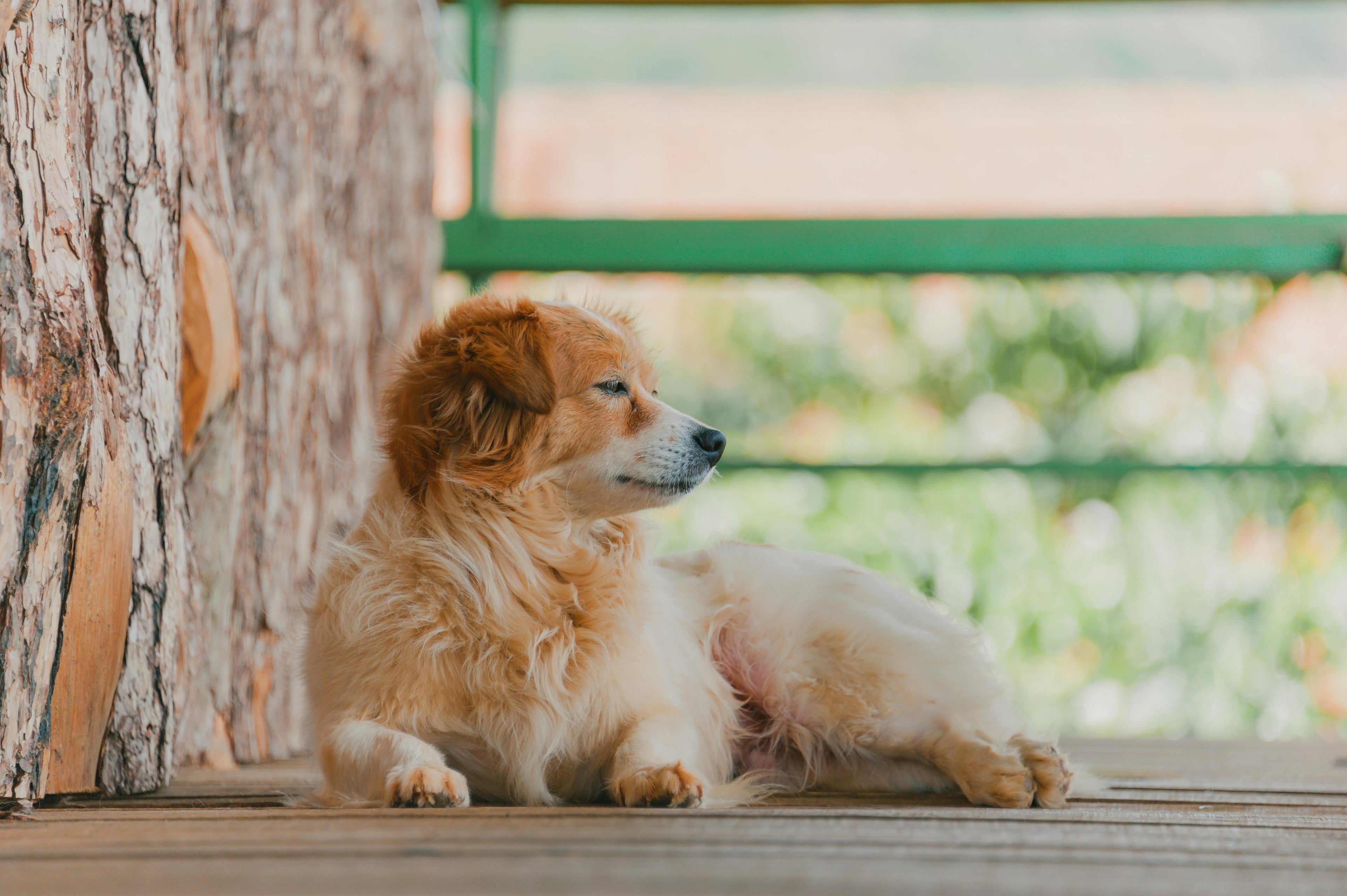 Haz feliz a tu perro